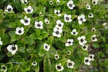 White flowers jigsaw puzzle