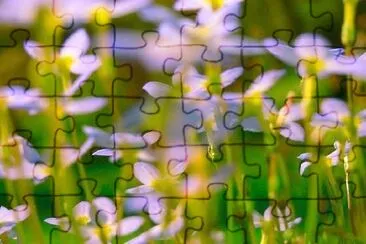 A field of flowers jigsaw puzzle