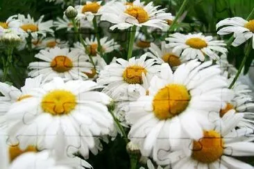 Daisies jigsaw puzzle