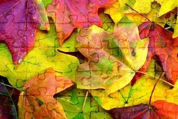 Colorful Autumn leaves jigsaw puzzle