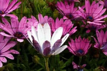 Marguerites roses