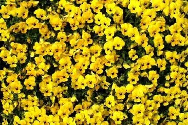 Yellow flowers jigsaw puzzle