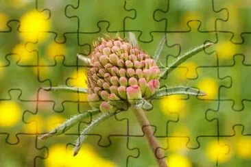 Wild flower jigsaw puzzle