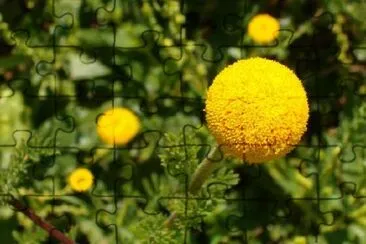 Flor esférica amarilla