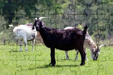 Cabras na fazenda