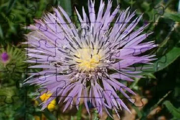 Pink Thistle jigsaw puzzle