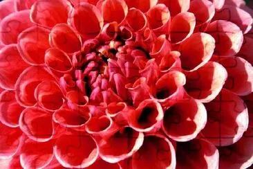 Red Petals jigsaw puzzle