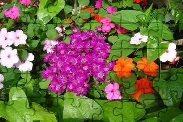 Flowers jigsaw puzzle