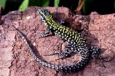 Lézard