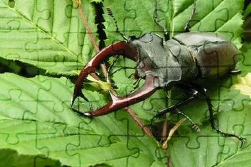 Stag Beetle