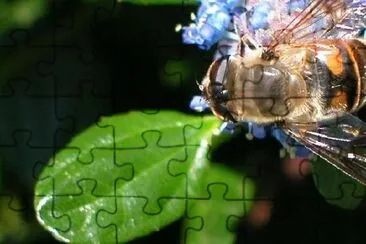 Bee jigsaw puzzle