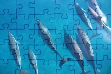 Dolphins jigsaw puzzle