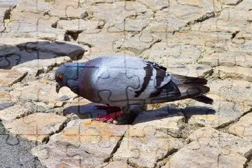 Pigeon in the park jigsaw puzzle