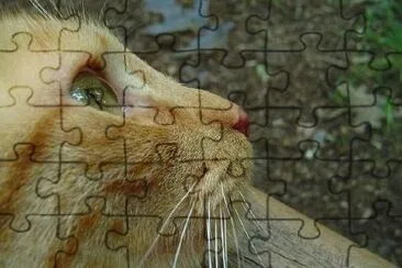 Brown cat jigsaw puzzle