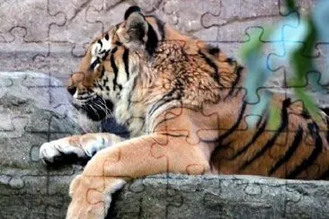 Sitzender Tiger