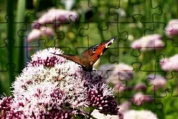 Butterfly jigsaw puzzle