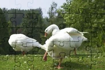 Ducks jigsaw puzzle