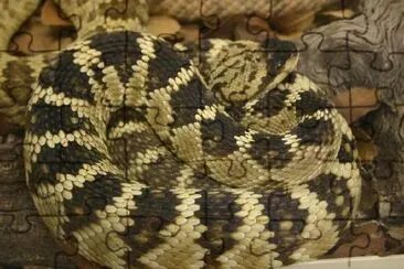 Rattlesnake jigsaw puzzle