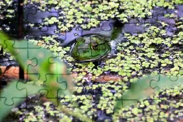 Una rana en el lago