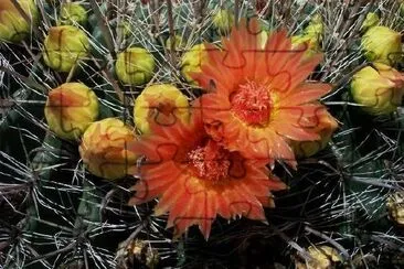 Barrel Cactus