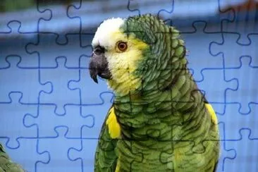 Green Parrot jigsaw puzzle