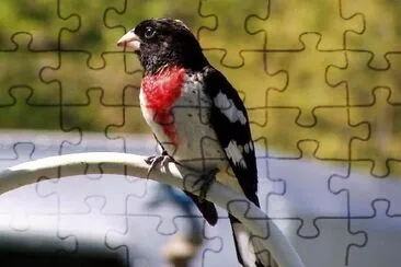 Rose grosbeak bird jigsaw puzzle