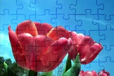 Red Tulips jigsaw puzzle