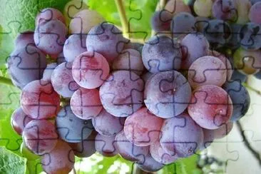 Uvas