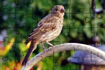 A bird standing on a fence jigsaw puzzle