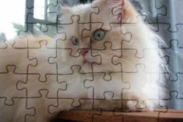 Persian Cat jigsaw puzzle