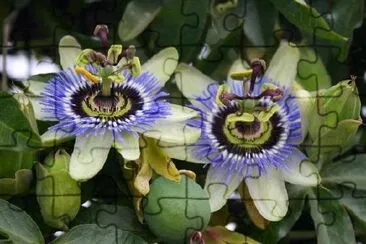 Passiflora Coerulea