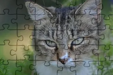 Cat jigsaw puzzle