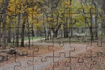 A road between the trees jigsaw puzzle