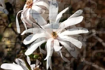 White flower jigsaw puzzle