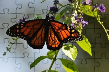 Orange butterfly jigsaw puzzle