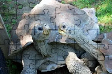 Turtles jigsaw puzzle