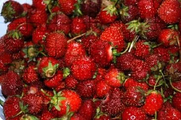 Erdbeeren