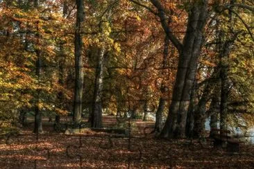 Una foresta in autunno