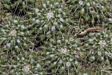 Cactus jigsaw puzzle