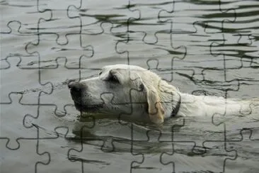 A Swimming Dog jigsaw puzzle