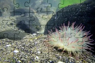 Underwater jigsaw puzzle