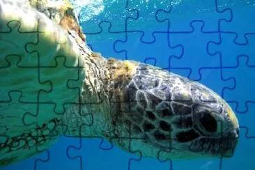 Sea Turtle jigsaw puzzle