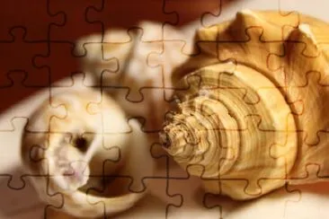 Sea Shells jigsaw puzzle