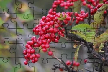 Berries jigsaw puzzle