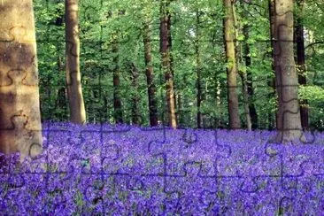 Bluebells