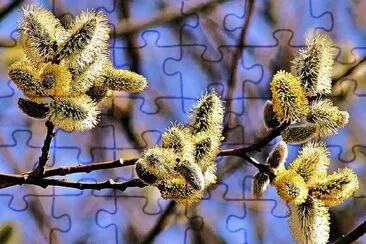 Bourgeons de fleurs