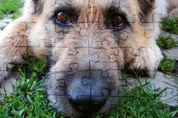 A Cute Dog jigsaw puzzle