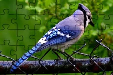 Blue Jay Bird