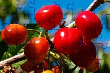 Cherries jigsaw puzzle