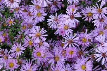 Lila Aster blommor